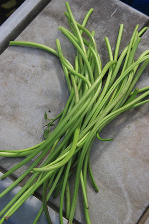 酢水の威力 ぬるぅい畑生活