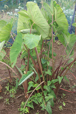 酢水の威力 ぬるぅい畑生活