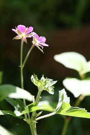 おかのり の花 そよ風にふかれて