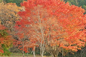 秋には木々の葉が美しい紅色に - 