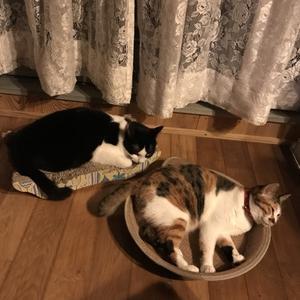 猫の名言集 大きな樹の下で 猫の名言集 大きな樹の下で