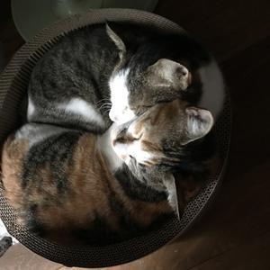 猫の名言集 大きな樹の下で 猫の名言集 大きな樹の下で