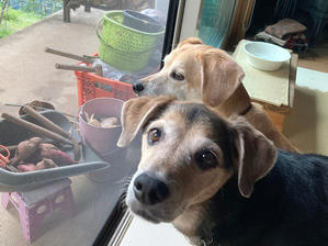 犬ご飯　タラ - 犬と楽しむスローライフ