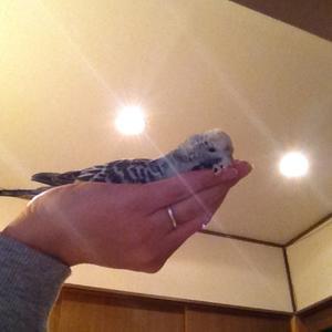 紺色のワンピース 仮縫い もりおのかたすみ 紺色のワンピース 仮縫い もりおのかたすみ