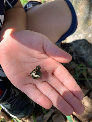 髪の毛のような脚を持つ生き物 昆虫ブログ むし探検広場 髪の毛のような脚を持つ生き物 昆虫ブログ むし探検広場