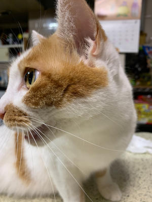 おかきの事 ぶつぶつ独り言2 うちの猫ら21 おかきの事 ぶつぶつ独り言2 うちの猫ら21