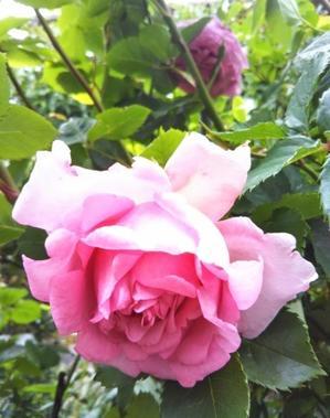 バラの肥料やけ 薔薇のガーデナー Weekend S Ladybirds