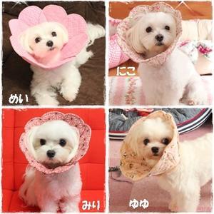 お花エリカラ　★ご注文はこちらをご覧ください★ - ハンドメイドのエリザベスカラー　★☆お花エリカラ☆★