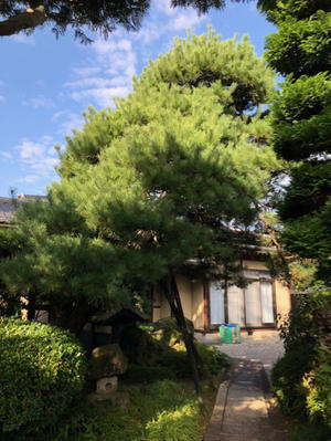 高木 芯止め 枝おろし 三楽 3luck 造園設計 施工 管理 樹木樹勢診断 治療 高木 芯止め 枝おろし 三楽 3luck 造園設計 施工 管理 樹木樹勢診断 治療