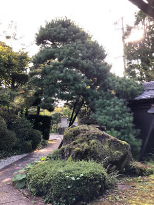 高木 芯止め 枝おろし 三楽 3luck 造園設計 施工 管理 樹木樹勢診断 治療 高木 芯止め 枝おろし 三楽 3luck 造園設計 施工 管理 樹木樹勢診断 治療