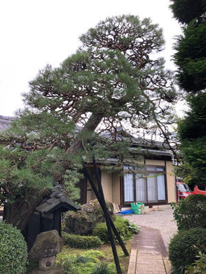 高木 芯止め 枝おろし 三楽 3luck 造園設計 施工 管理 樹木樹勢診断 治療 高木 芯止め 枝おろし 三楽 3luck 造園設計 施工 管理 樹木樹勢診断 治療