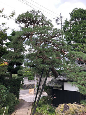 高木 芯止め 枝おろし 三楽 3luck 造園設計 施工 管理 樹木樹勢診断 治療 高木 芯止め 枝おろし 三楽 3luck 造園設計 施工 管理 樹木樹勢診断 治療
