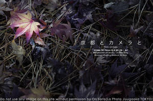 京都とカメラと紅葉計画。#SIGMA 28-70mm F2.8 DG DN Contemporary 実写　#kyoto - さいとうおりのカメラに恋するフォトレッスン