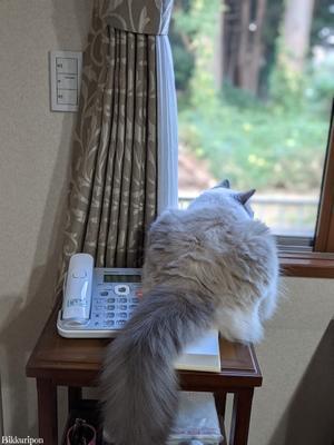 窓辺の猫 - ふくとぽん