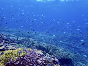 パワースポットの海で潜る　伊平屋島ツアー　Vol.2 - ブルちゃんのログ