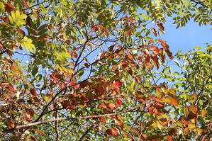 紅葉を宝探すように歩くラヴェルナの森 - イタリア写真草子
