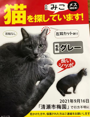 クレゾールを撒かないで 14 3 7 きよせ猫耳の会 旧 飼い主のいない猫を考える会 クレゾールを撒かないで 14 3 7 きよせ猫耳の会 旧 飼い主のいない猫を考える会