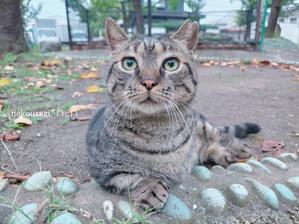 ◆「10/17·18小さな公園の可愛い子たち」記録は残さなきゃ… - ねこウサギのきもち Vol.0