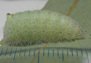 バッタのエサは何を与えればいいのですか 昆虫ブログ むし探検広場 バッタのエサは何を与えればいいのですか 昆虫ブログ むし探検広場