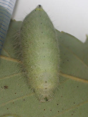 バッタのエサは何を与えればいいのですか 昆虫ブログ むし探検広場 バッタのエサは何を与えればいいのですか 昆虫ブログ むし探検広場