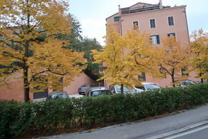 菩提樹の黄葉進むペルージャ通勤路 - イタリア写真草子