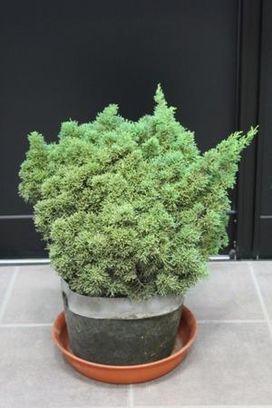 オリーブ Hinakaze ひなかぜ 株立ち 販売 値段 価格 画像 写真 植木 お問い合わせ商品 オリーブ 田中園 Shop Tanakaen Jp Web Magazine オリーブ Hinakaze ひなかぜ 株立ち 販売 値段 価格 画像 写真 植木 お問い合わせ商品 オリーブ 田中園 Shop Tanakaen Jp Web Magazine