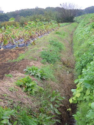 地図記号 水田 時のあかしに