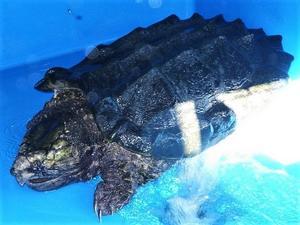 カメもワニもヘビもタイヤまでもアメリカ製 ワニガメ生態研究所