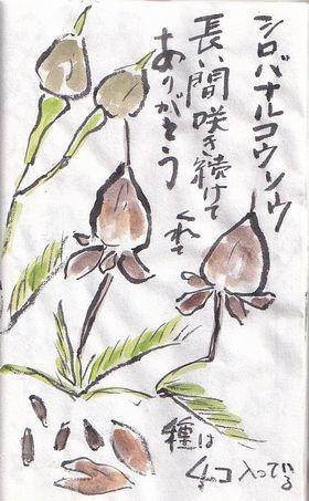 夏の花 絵手紙の小窓