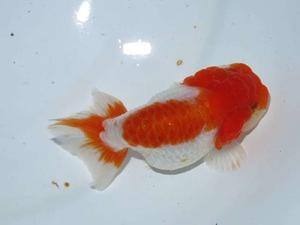 ブラインシュリンプ孵化器 フルタニ金魚倶楽部blog ブラインシュリンプ孵化器 フルタニ金魚倶楽部blog