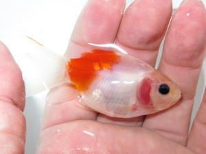 ブラインシュリンプ孵化器 フルタニ金魚倶楽部blog ブラインシュリンプ孵化器 フルタニ金魚倶楽部blog