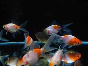 ブラインシュリンプ孵化器 フルタニ金魚倶楽部blog ブラインシュリンプ孵化器 フルタニ金魚倶楽部blog