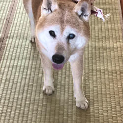 マムシにご注意 柴と徒然日記 マムシにご注意 柴と徒然日記