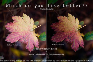 秋なので枯葉レタッチ。#Adobe #紅葉 #レタッチ #SIGMA 18-50mm F2.8 DC DN | Contemporary + #SONY #ZVE10 - さいとうおりのカメラに恋するフォトレッスン