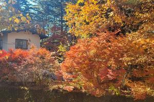 Our fall colors in Karuizawa - Good Morning, Gorgeous.