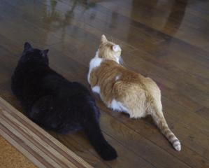 玖磨ちゃん、おはよう - ご機嫌元氣　猫の森公式ブログ