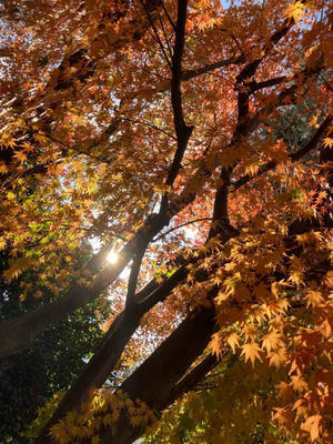 これが生存確認？ - もちろんしあわせ