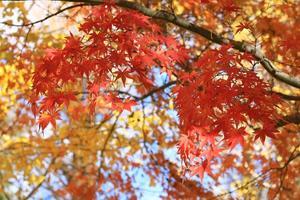 名残の紅葉と黄葉 - 四季折々