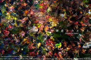 鎌倉とカメラと、水面紅葉。#SIGMA18-50mm F2.8 DC DN Contemporary 実写 #SIGMA #kamakura #ZVE10 - さいとうおりのカメラに恋するフォトレッスン