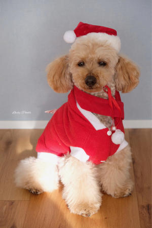 Happy   Christmas  ♪ - Lovely Poodle