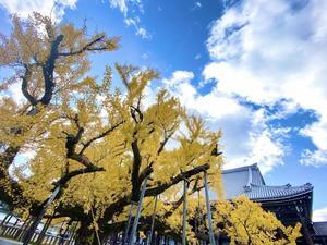 大掃除2021 ～西本願寺～ - 雲母（ＫＩＲＡ）の舟に乗って