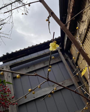 蝋梅の花が二輪咲きました - Yati's Blog