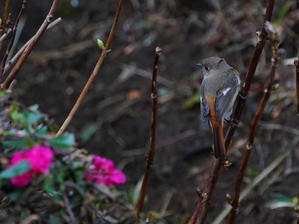 近所のジョウビタキ　　ＳＮＨ - シエロの野鳥観察記録