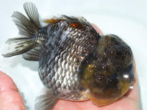 黒竜 薩摩産 フルタニ金魚倶楽部blog