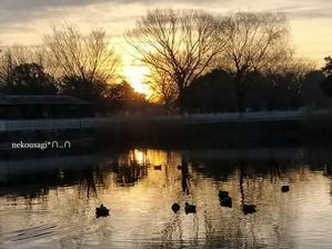 ◆「昨日の早朝は綺麗だったよ Ⅱ」舎人公園大池 - ねこウサギのきもち Vol.0