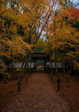 2021京都紅葉～地蔵院 - 鏡花水月