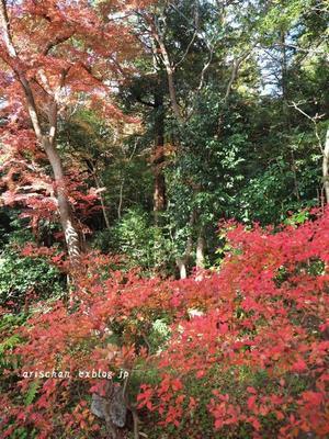 赤山禅院＠京都の12月の紅葉 - アリスのトリップ２