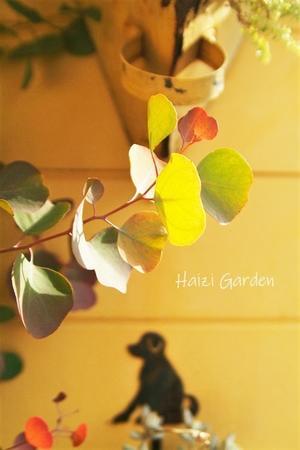 メイン花壇のジャンヌ・ダルクは～ - ハイジの玄関先ガーデン　エピソード２♪