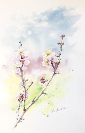 桔梗 水彩画 青山一樹 水彩画のひととき 桔梗 水彩画 青山一樹 水彩画のひととき