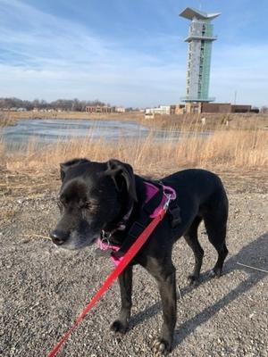 暴風雪注意報前の暖かさ - しんしな亭 in シンシナティ ブログ